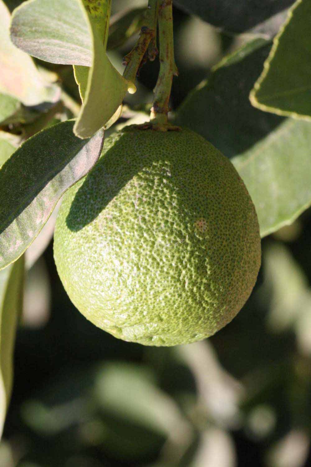            Immature fruit (Riverside, CA)   